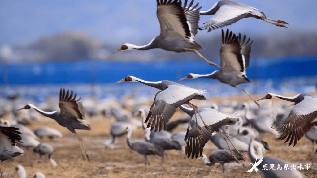 鹿児島県出水市、1万羽のツルと日本遺産「出水麓武家屋敷群」活用で訪日リピーター誘致を推進 | 黃信維（コウ・シンイ） | ニュース