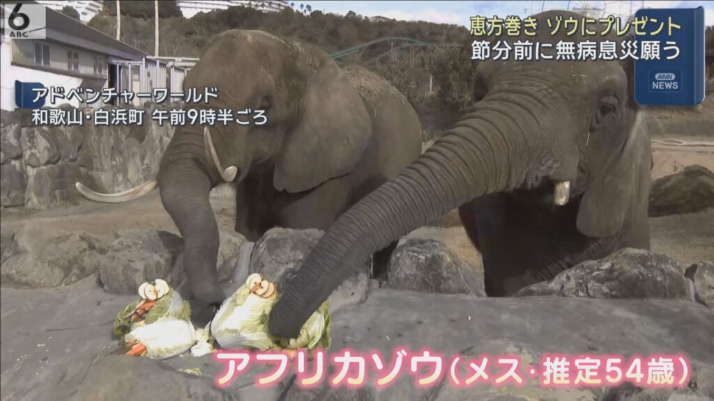 節分を前に アフリカゾウに特大恵方巻きプレゼント 和歌山・白浜町 アドベンチャーワールド 節分を前に アフリカゾウに特大恵方巻きプレゼント 和歌山・白浜町 アドベンチャーワールド