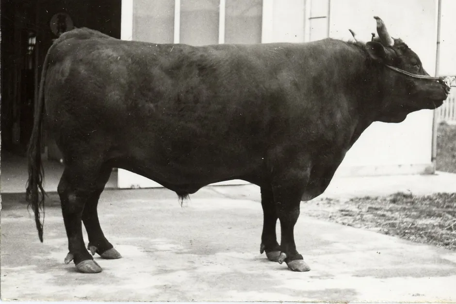 伝説の種雄牛「気高」号