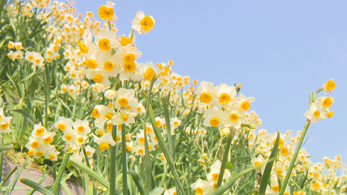 軍艦島との風景や甘い香りを楽しんで「のもざき水仙まつり」1000万本の花が咲き誇る《長崎》