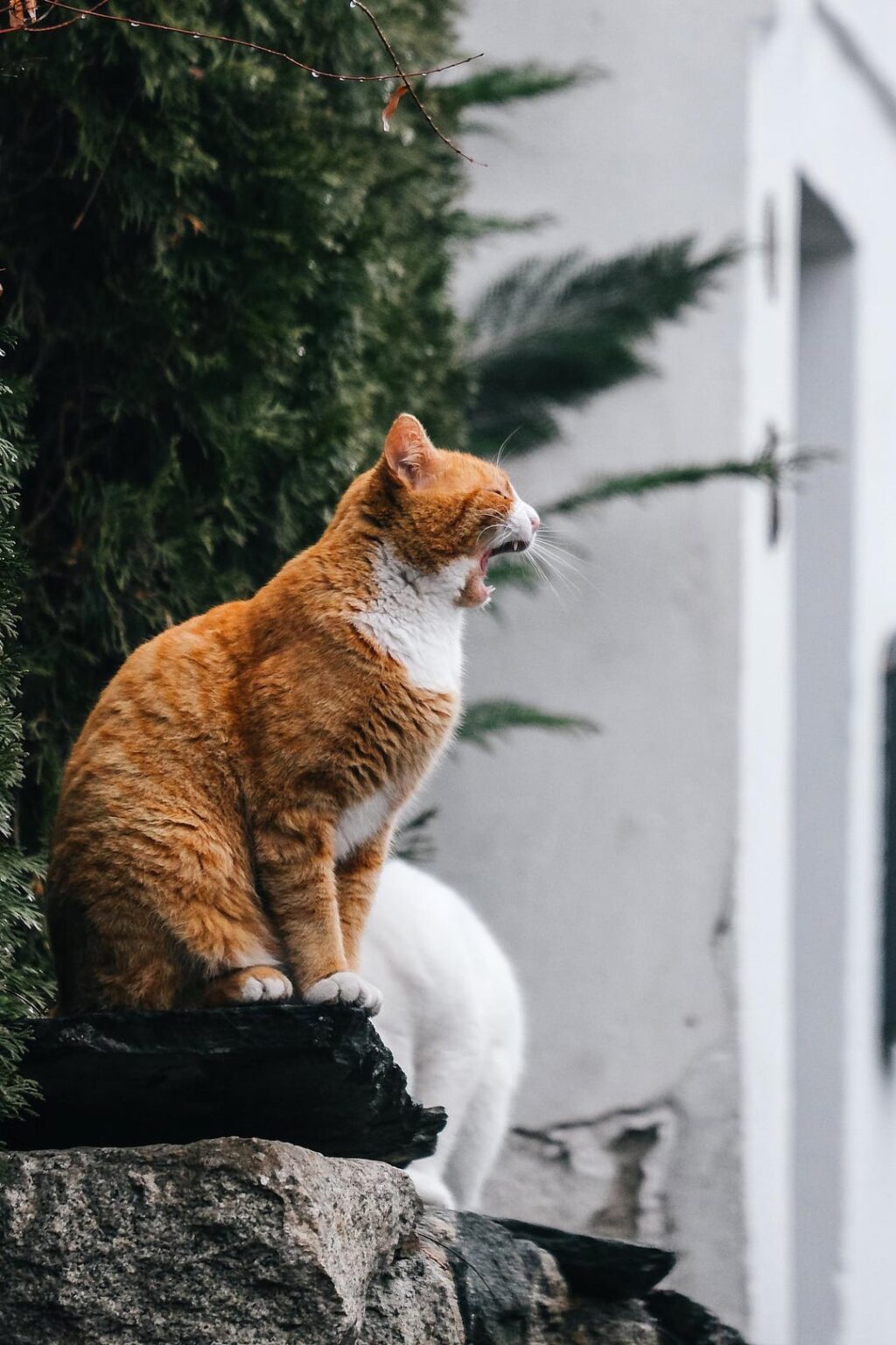プロブディフの猫 + 猫以外の尻 2 個のボーナス