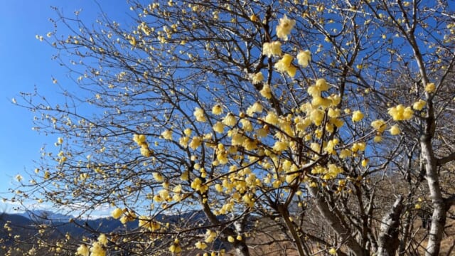 ロウバイがまもなく見頃!新たな展望スポット&グルメでさらに楽しめる「長瀞宝登山臘梅園」|埼玉県 | TABIZINE~人生に旅心を~ ロウバイがまもなく見頃!新たな展望スポット&グルメでさらに楽しめる「長瀞宝登山臘梅園」|埼玉県 | TABIZINE~人生に旅心を~