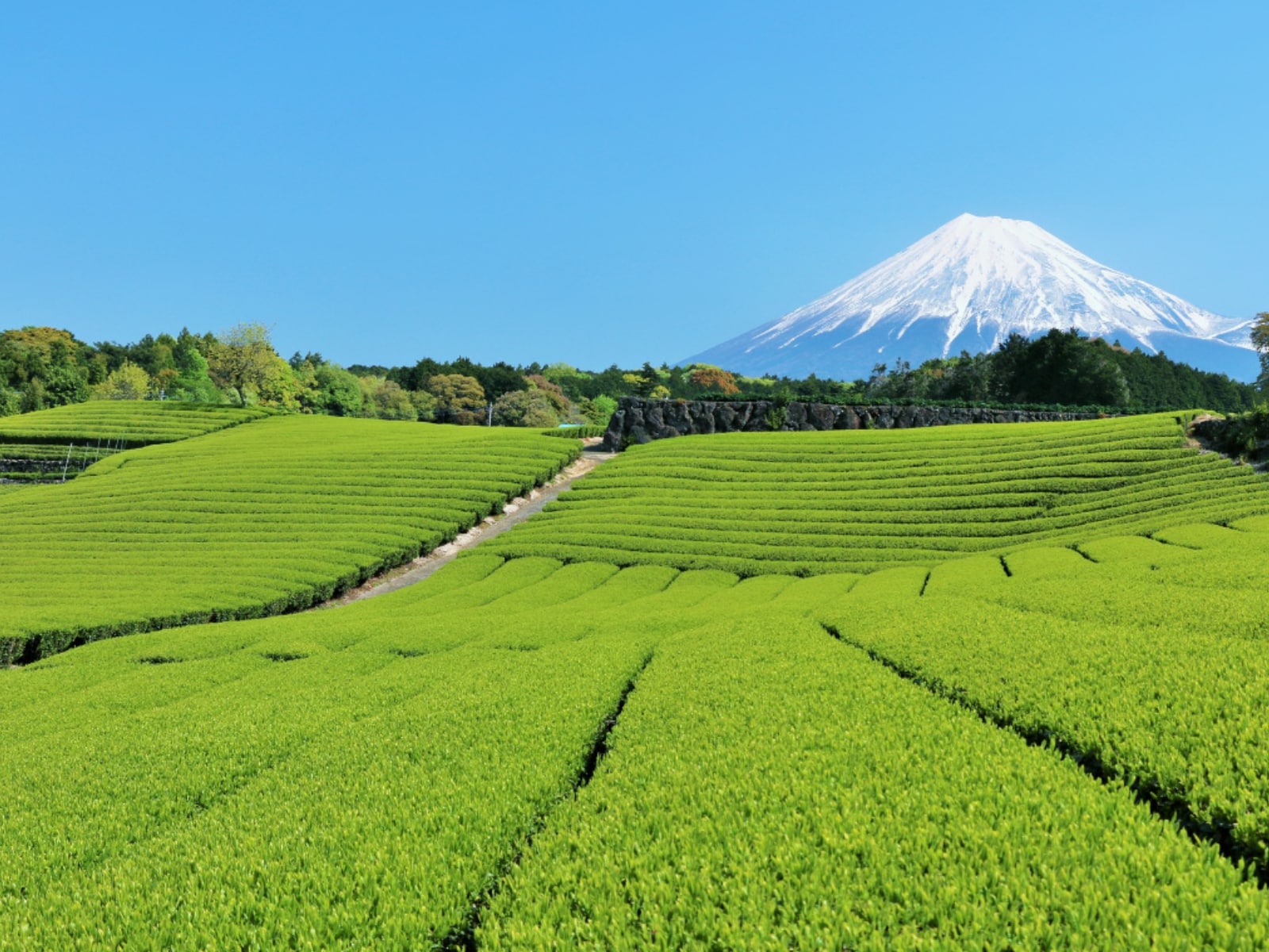 出身と聞いてすごいと思う「静岡県の私立進学校」ランキングの画像