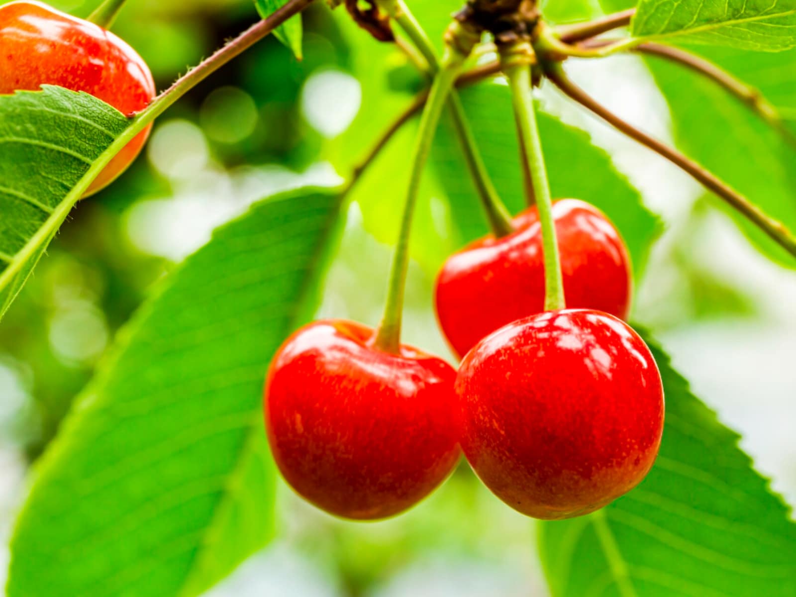 もらったらうれしい「山形県のお土産」ランキング
