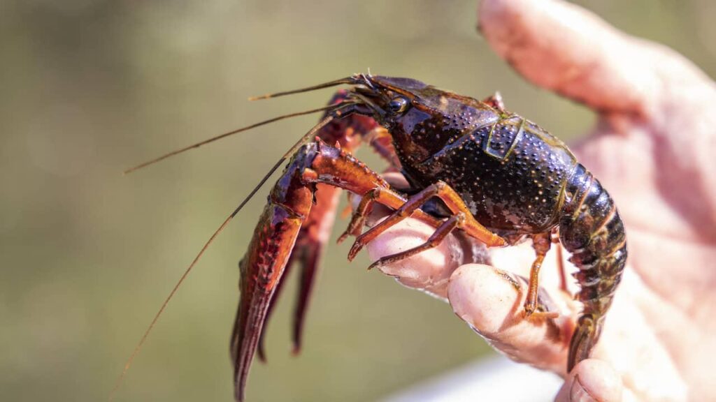 デルフランド水道局は待つことにうんざりし、有害なザリガニを自ら捕獲しようとしている