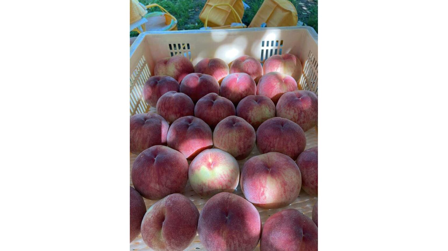 【毎年好評の体験型企画】山梨の桃農園で「桃の木オーナー」になりませんか?家族や仲間と楽しむ農業体験、2026年度オーナー募集開始(申込締切:4月30日) | 株式会社東和エンジニアリング 【毎年好評の体験型企画】山梨の桃農園で「桃の木オーナー」になりませんか?家族や仲間と楽しむ農業体験、2026年度オーナー募集開始(申込締切:4月30日) | 株式会社東和エンジニアリング