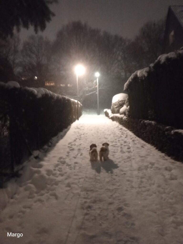 冬❄️ 雪 (そして私の犬💘)