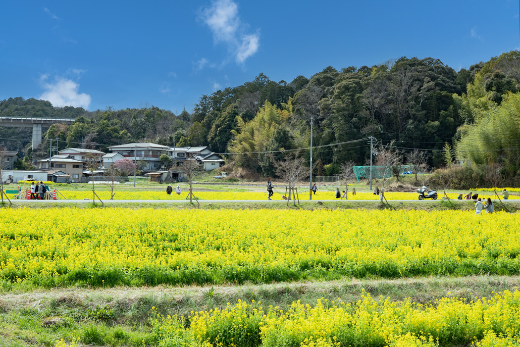 普賢寺の菜の花畑の全体画像