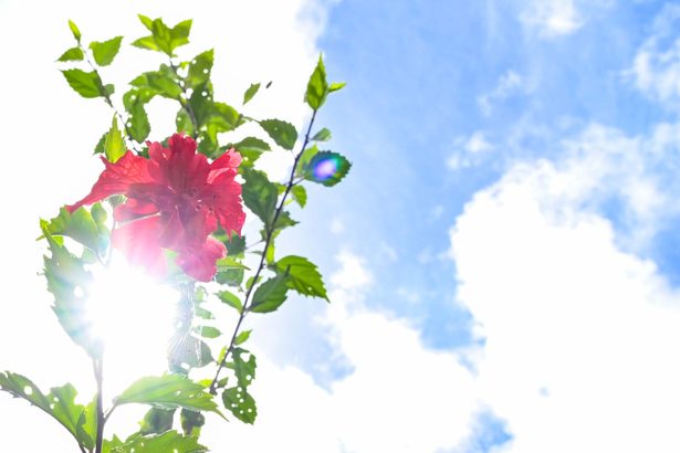 沖縄の真夏日、那覇で最多の146日　2025年、暴風警報の発表なく