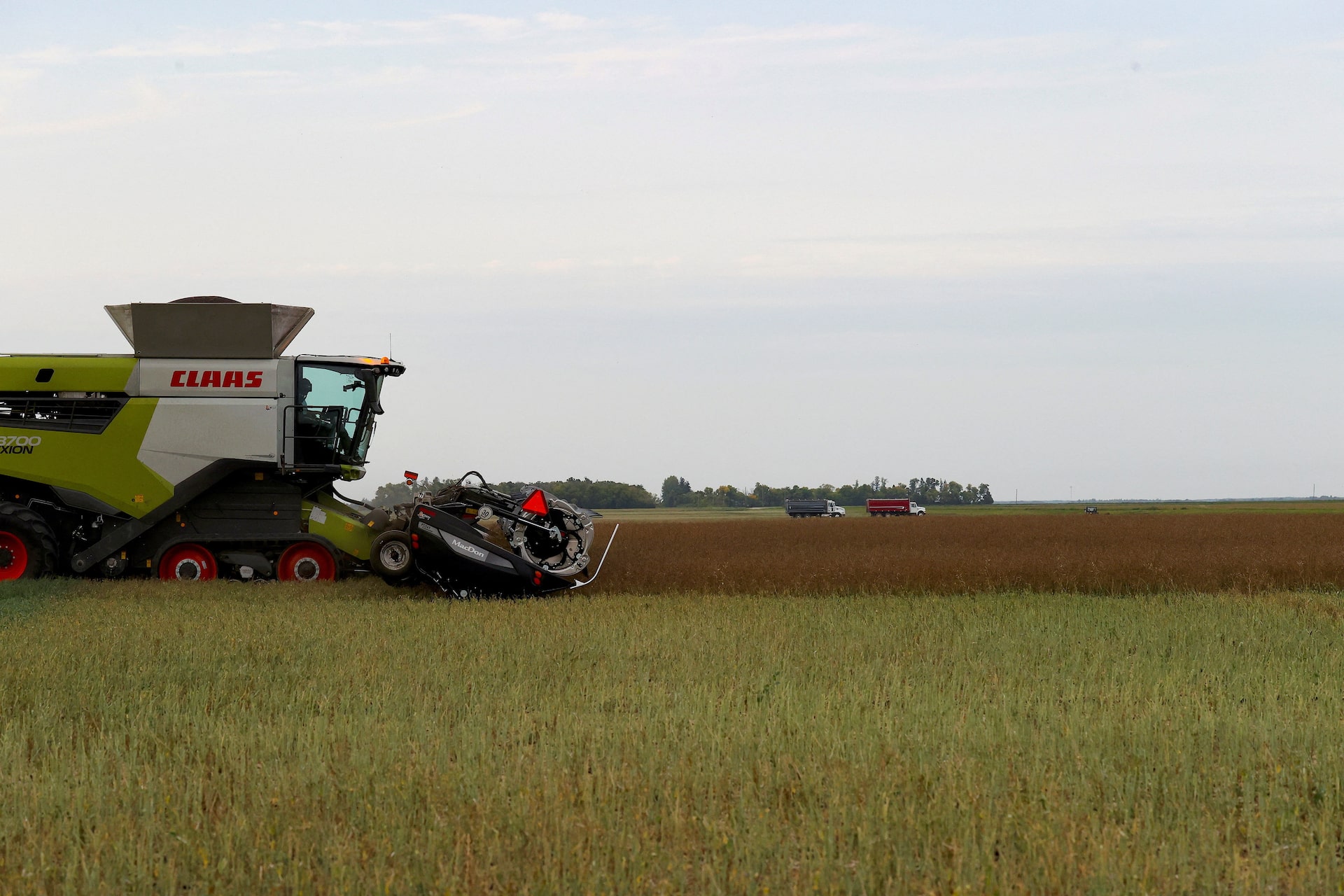 中国、カナダ産キャノーラ大量手当　カーニー氏訪中受け