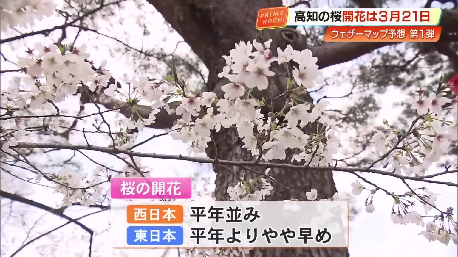 高知の桜、開花は3月21日ごろの予想　福岡に次ぎ全国2番目の早さ、満開は30日ごろの見込み « 高知のニュース - 高知さんさんテレビ