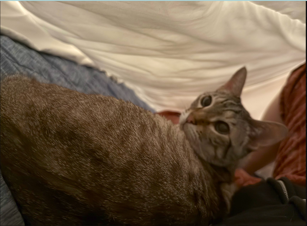 癒やしすぎる…やす子、愛猫アビシとの“添い寝ショット”公開 | 話題の投稿 | スポーツブル (スポブル)