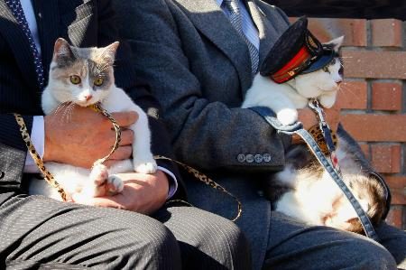 　和歌山電鉄の貴志川線貴志駅３代目猫駅長に就任した「よんたま」（右）。左は「ろくたま」＝７日午前、和歌山県紀の川市