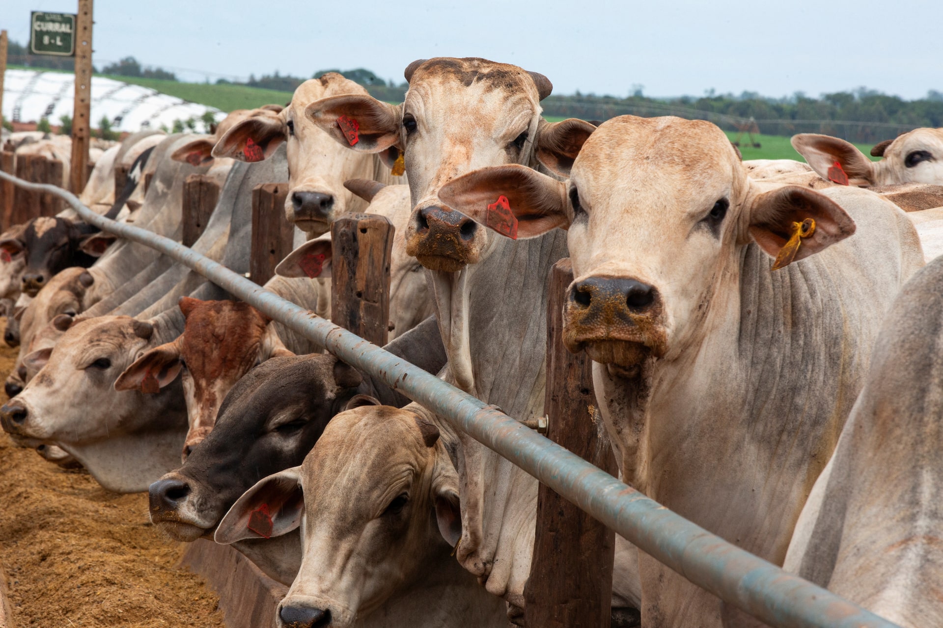 ブラジル、25年の牛肉生産で米国抜きトップに＝市場推計