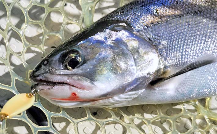 琵琶湖のレイクトローリングでビワマス連発【滋賀県】48cm頭に2人で10匹達成 (2026年1月15日) - エキサイトニュース