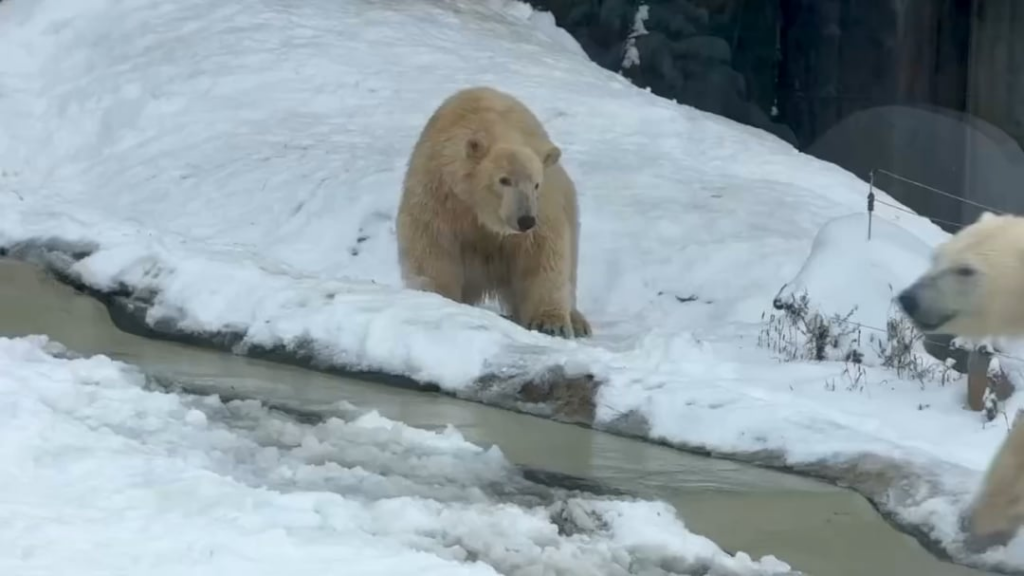 ニーレジハージ動物園のホッキョクグマも冬を楽しむ