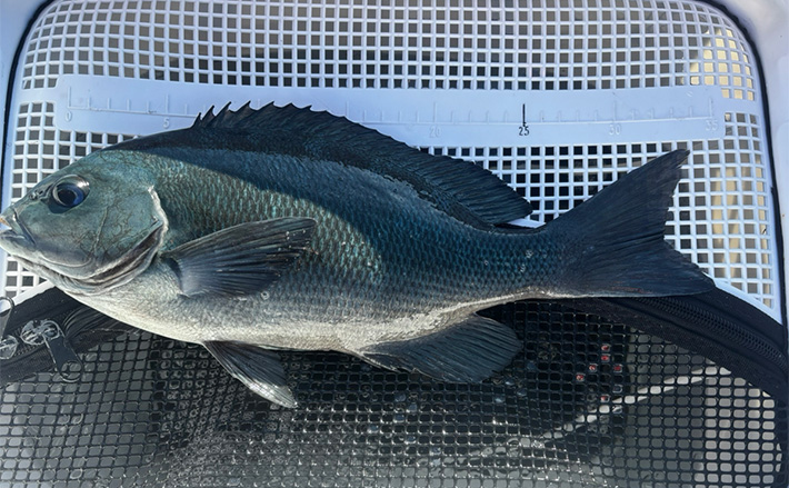 沖磯ウキフカセ釣りで口太グレ38cmをキャッチ【和歌山・潮場の長島】うねりをかわして攻略 | TSURINEWS 沖磯ウキフカセ釣りで口太グレ38cmをキャッチ【和歌山・潮場の長島】うねりをかわして攻略