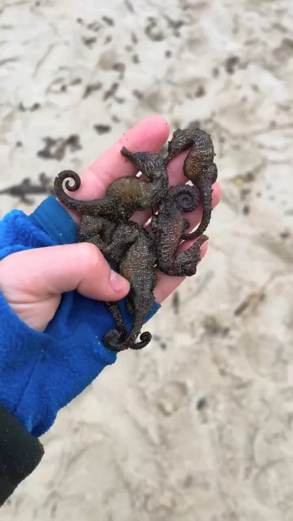 オデサ近郊の港湾インフラとタンカーが攻撃され、黒海のような海岸は海洋生物の死骸で満たされる