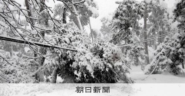 日本三景の一つ、京都・天橋立で松3本が折れる 雪の影響か