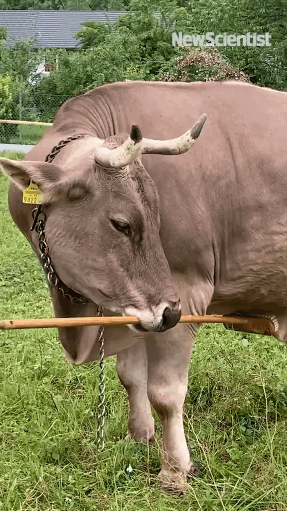 ダ ヴローニの別のビデオ