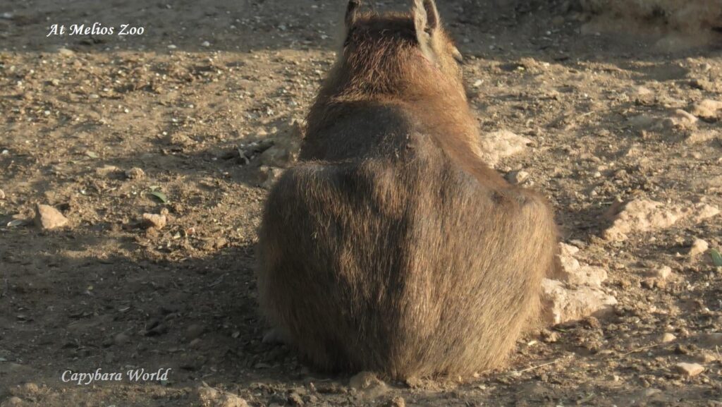メリオス動物園を何とかしなきゃ