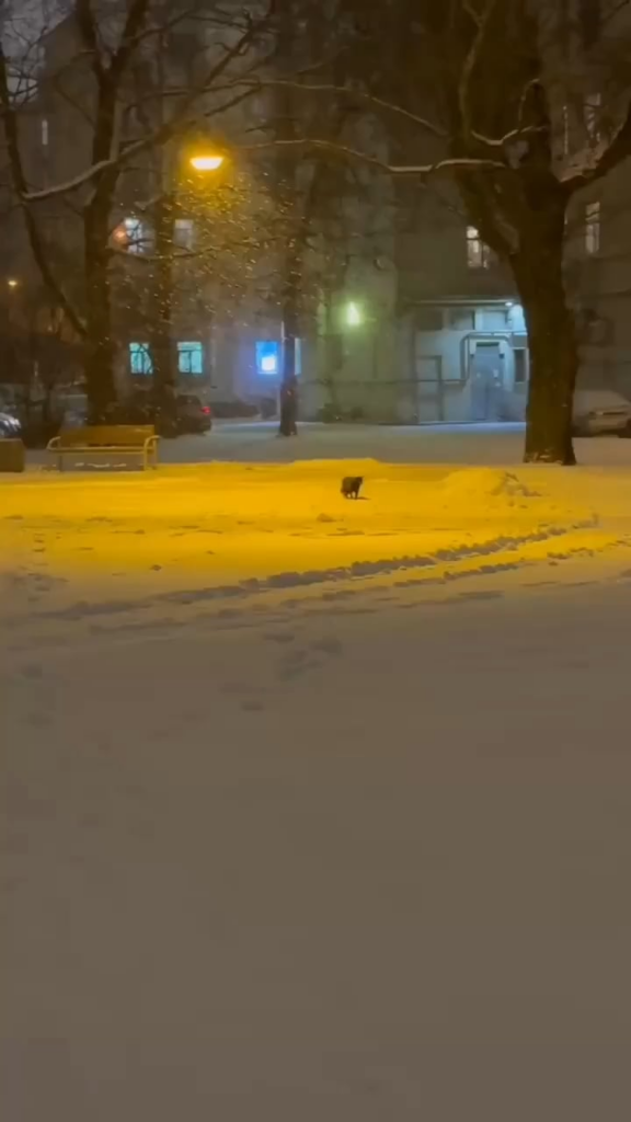 そして猫は冬が好きです