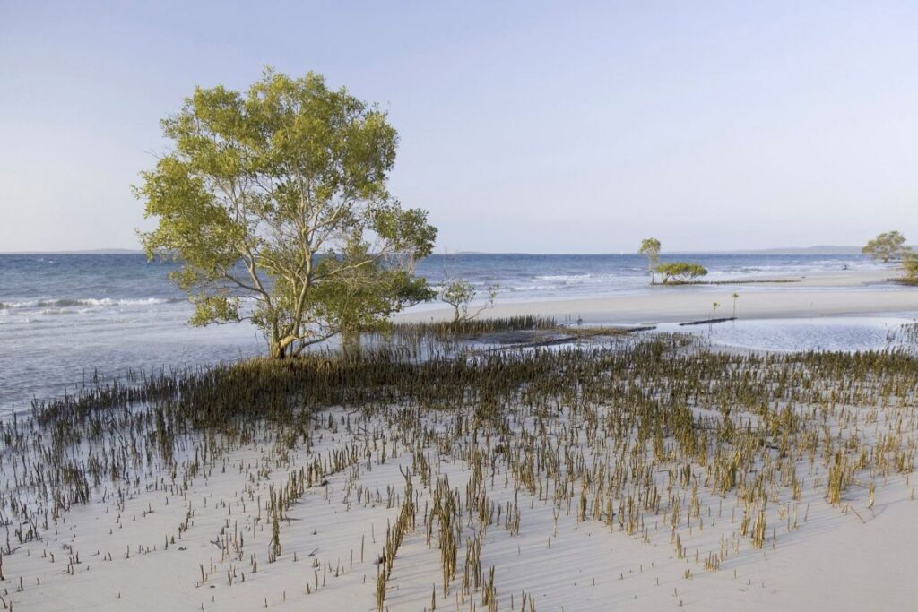 オーストラリア滞在の19歳カナダ人女性、野生犬の群れに囲まれ遺体で発見 - CNN.co.jp