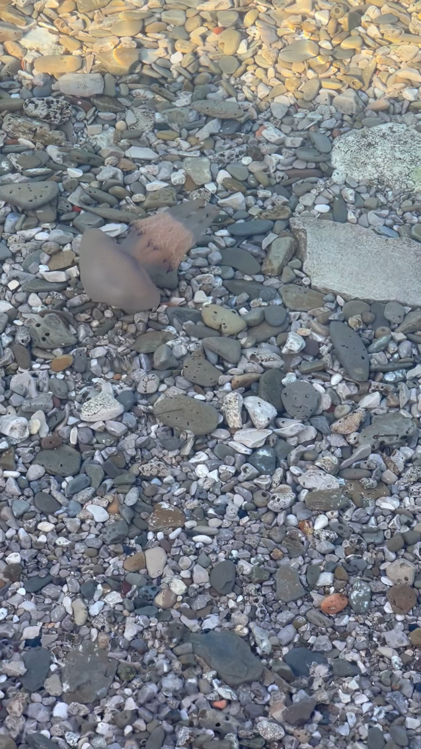 メドゥーサボタ