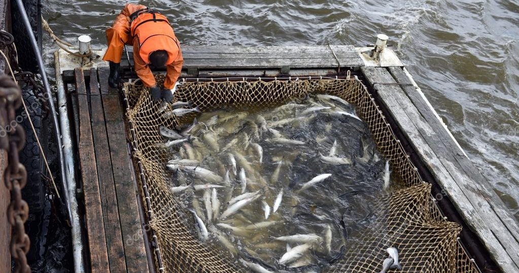 Chile: Cooke Aquaculture interpone reclamación de ilegalidad contra autoridad ambiental que determinó la paralización de la siembra de centro de cultivo