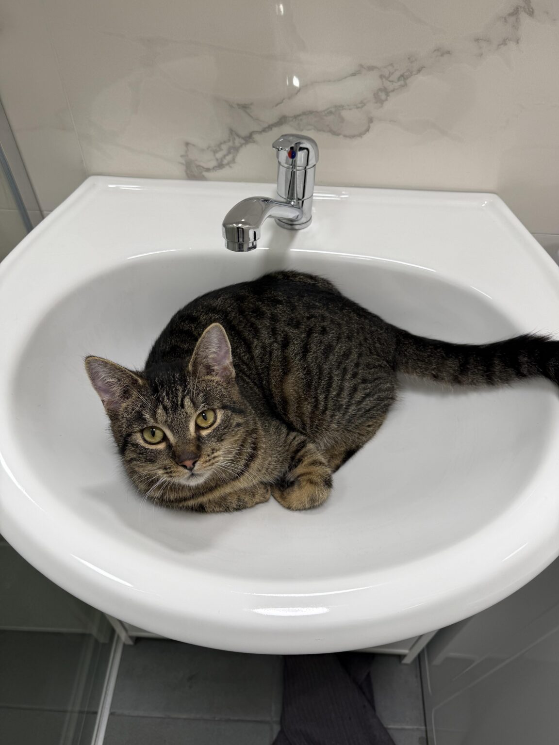 キャットサロン（BA）