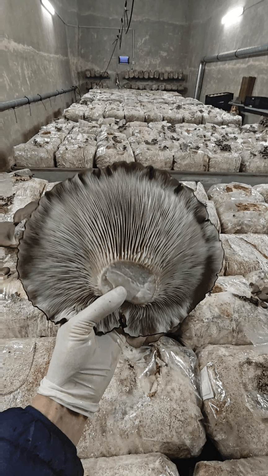 スイスのズリピルツで巨大なPleurotus Ostreatusキノコ