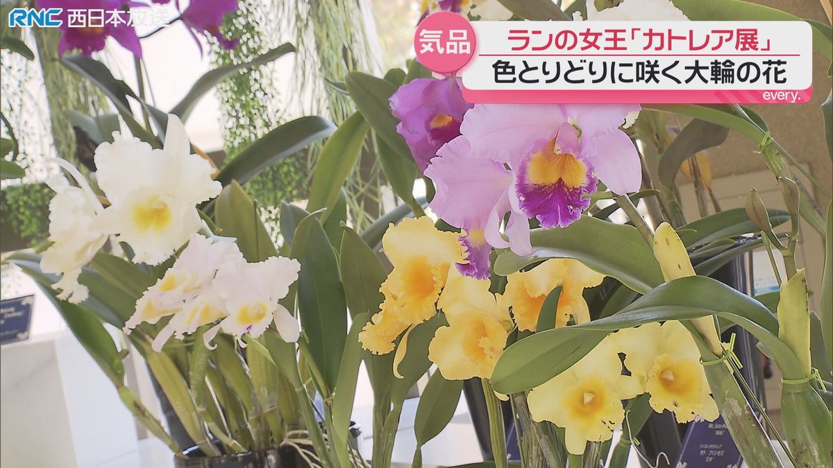 「ランの女王」カトレア展
