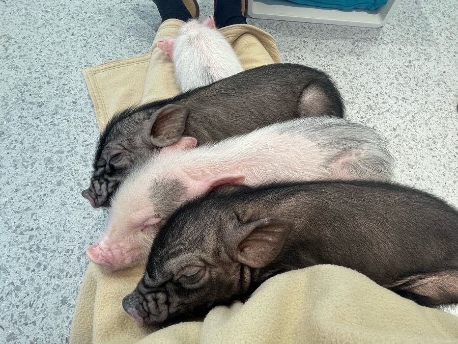 【宇都宮】日本初のマイクロブタカフェが栃木県に！ぶたさんとふれあえる癒しスポット「mipig cafe」 | TRILL【トリル】