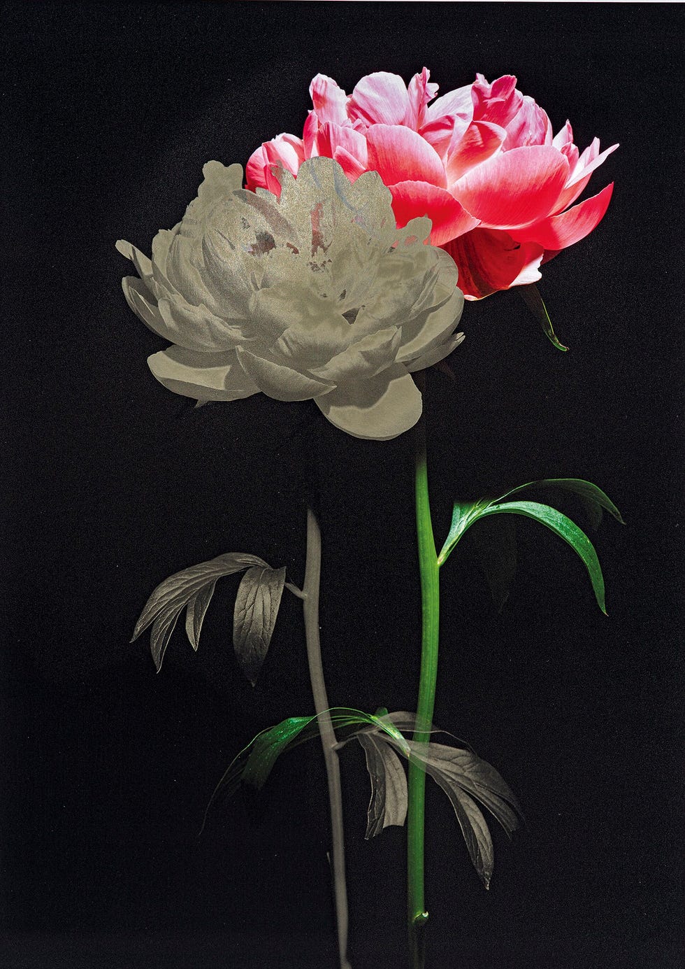 《rose（薔薇）》