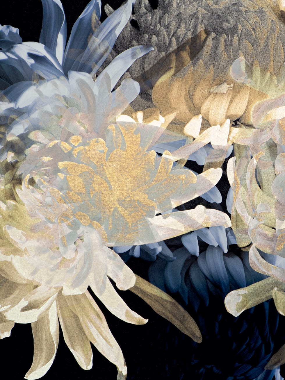 《chrysanthème （菊）》