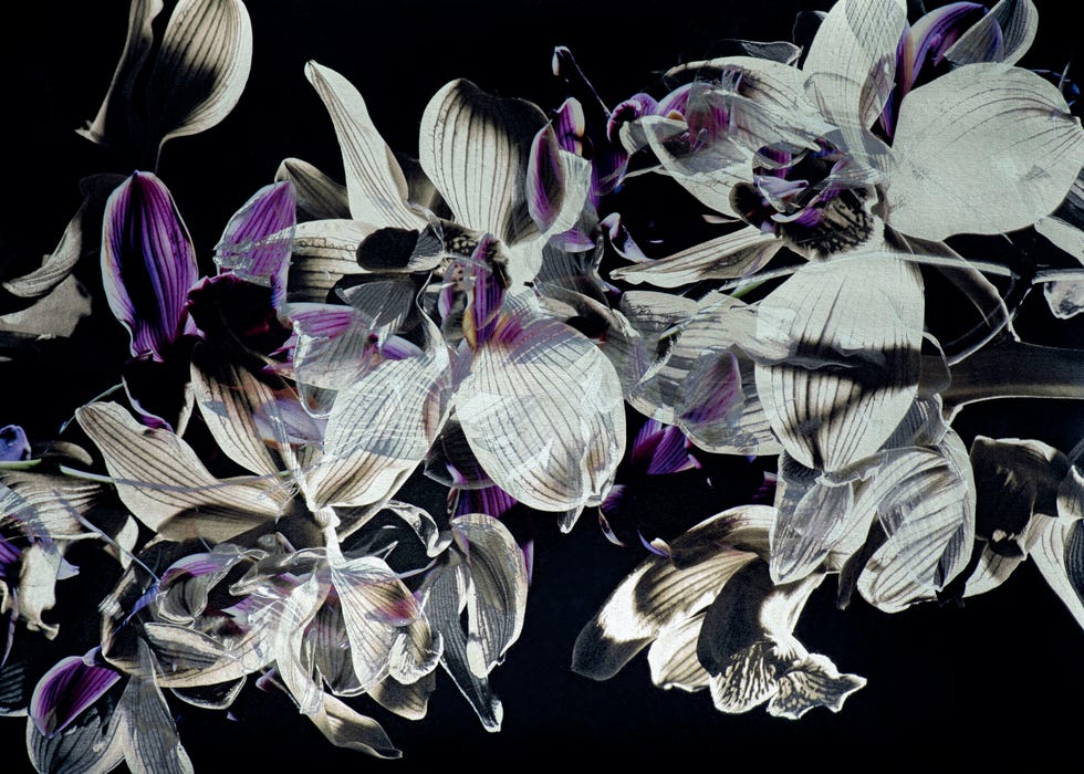 《orchidée （胡蝶蘭）》