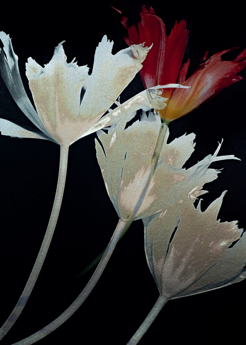 《tulip （チューリップ）》