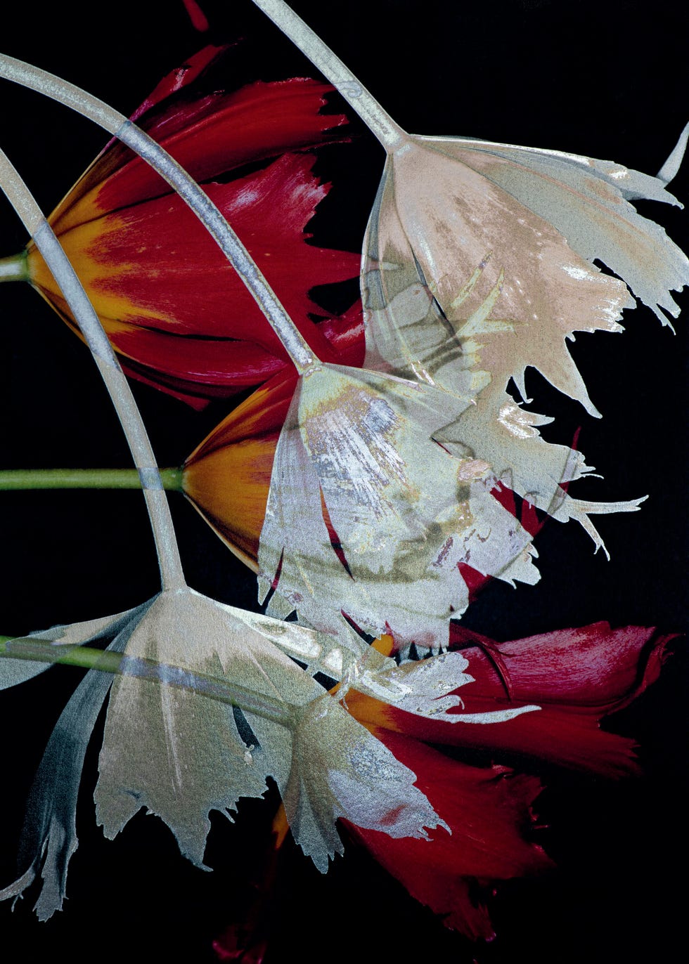 《tulip （チューリップ）》