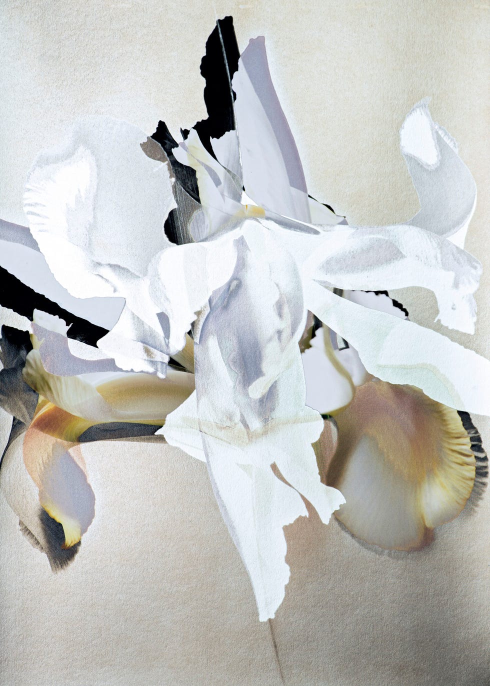 《iris （菖蒲）》