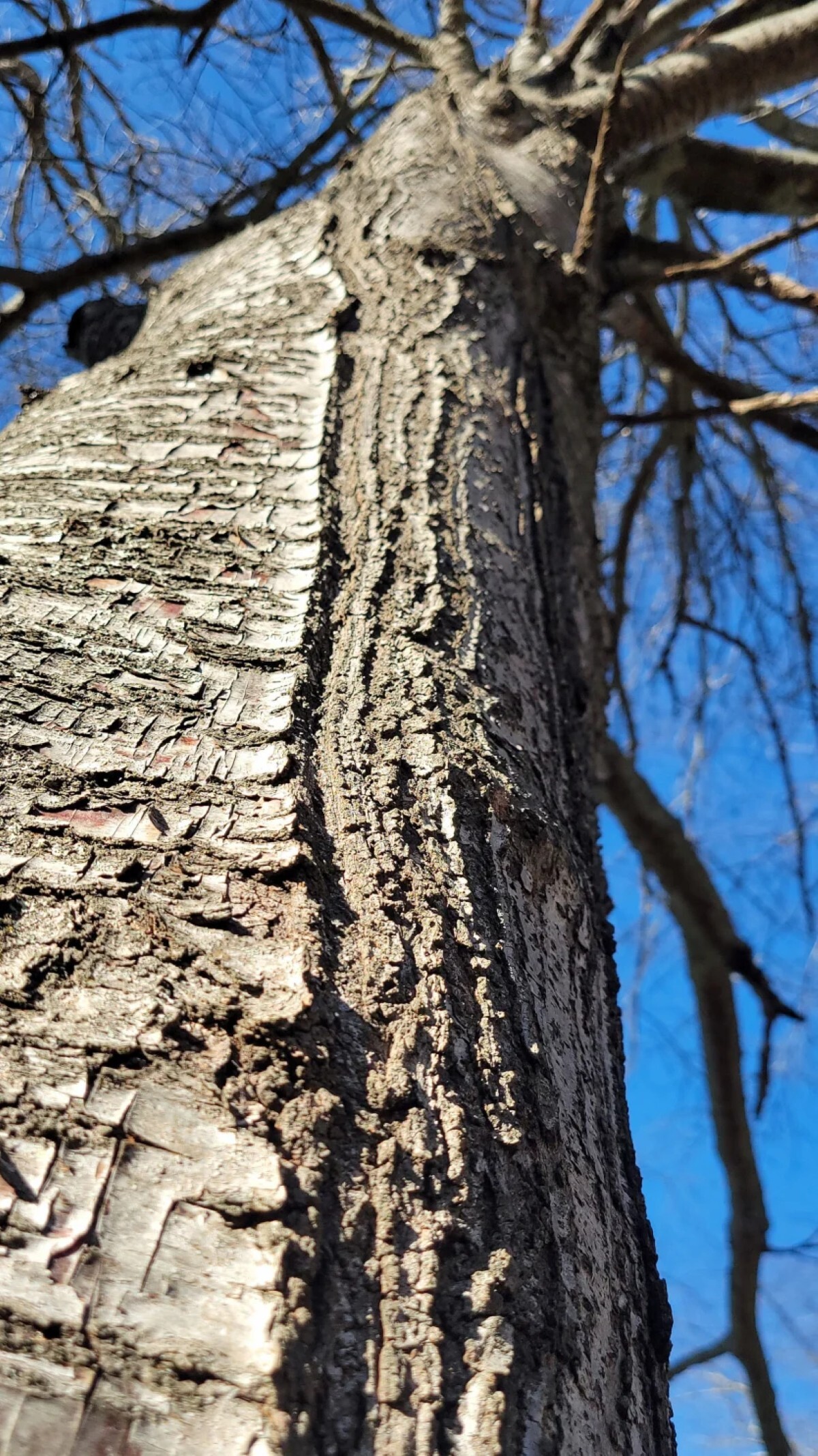 度重なる霜割れでセイヨウミザクラの木にできた傷/John R. Seiler
