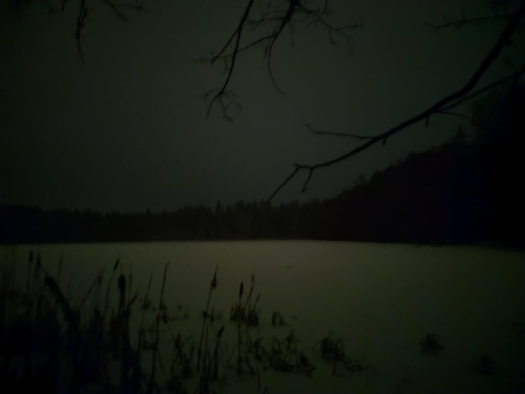 もっと森の写真を！