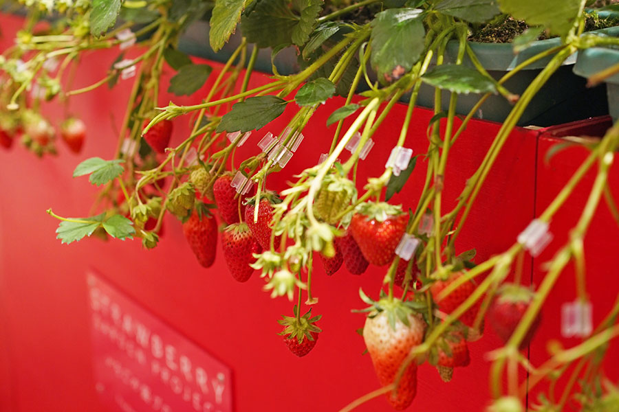「いちご狩り」を駅直結で！？大阪＆京都でできる、都会のいちごスポット3選 | Lmaga.jp
