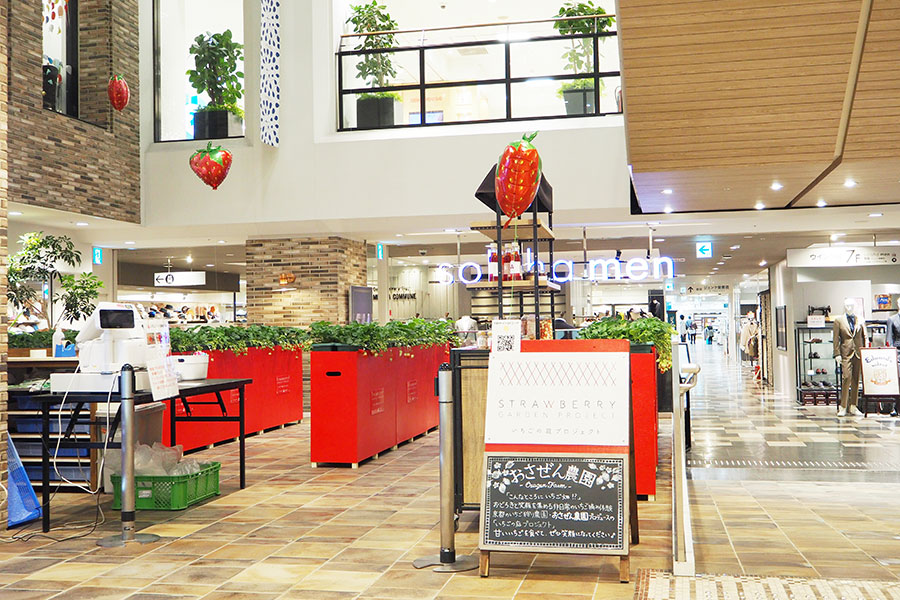 百貨店「あべのハルカス近鉄本店」（大阪市阿倍野区）で過去に開催された、いちご摘み体験の様子