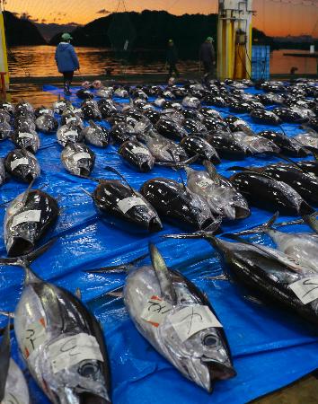 鮮度自慢、生マグロずらり 和歌山・那智勝浦で初市 | | 全国のニュース