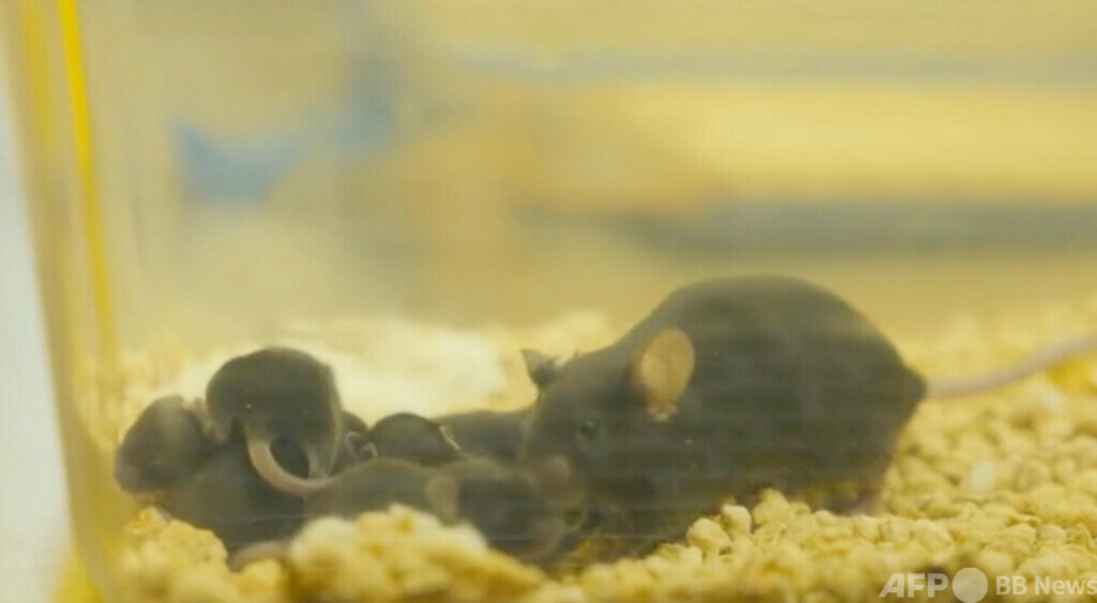 中国の「宇宙マウス」、地上帰還後に出産　写真1枚　国際ニュース：AFPBB News