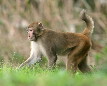 アカゲザル完全排除目指す 農作物被害、千葉のみ生息 | | 全国のニュース