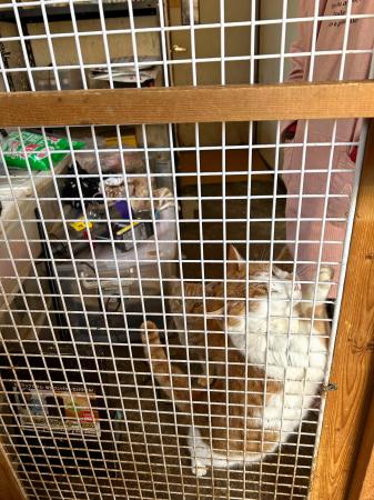 栃木の猫保護施設を家宅捜索 虐待と告発、不適切飼育の疑い | | 全国のニュース