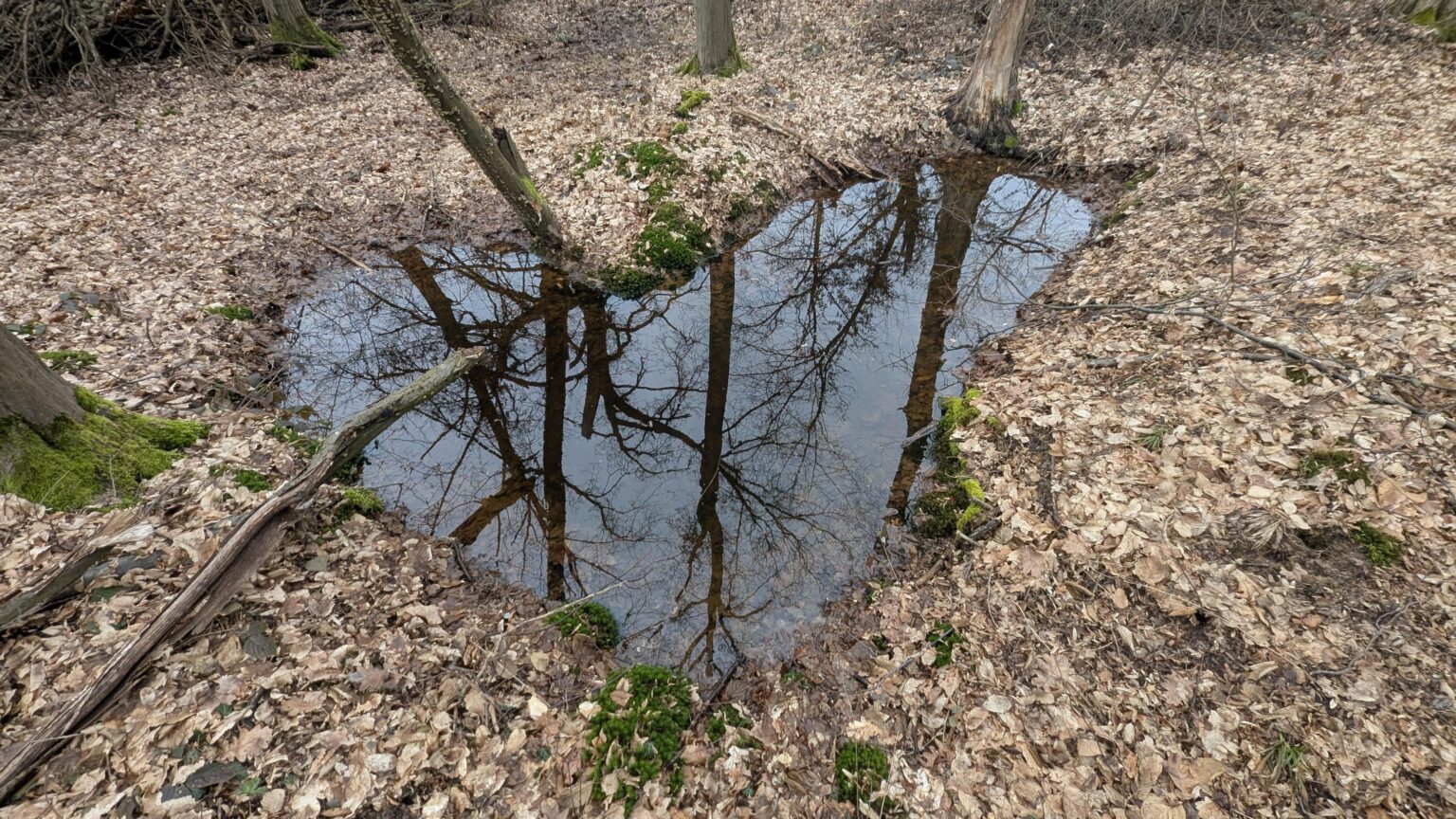 森の中の水たまり