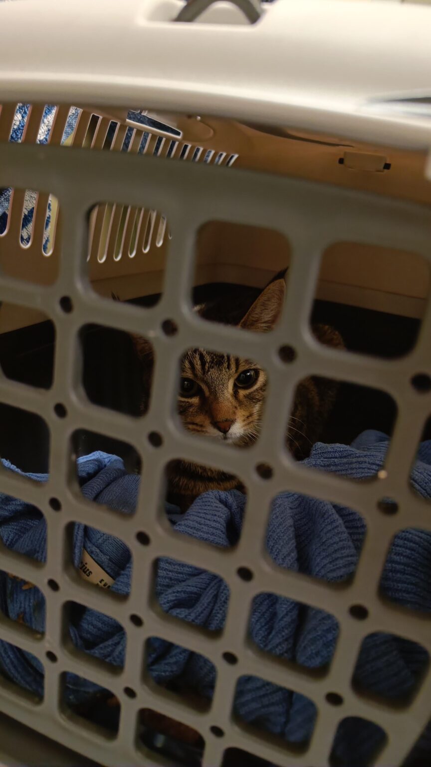 長靴をはいた猫: 最終更新