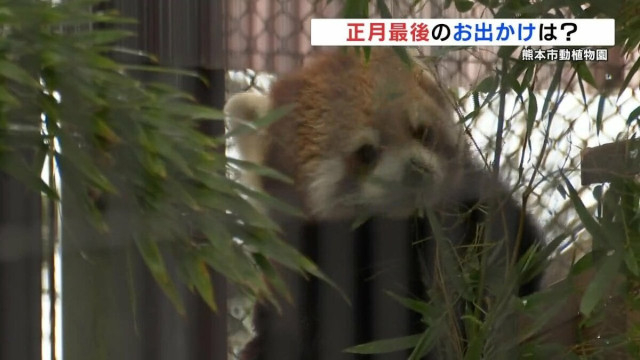どこに行く? 正月最後の日曜日  熊本市動植物園ではレッサーパンダ人気 「正月らしい思い出つくれた」　